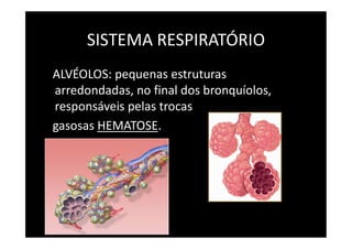 SISTEMA RESPIRATÓRIO
ALVÉOLOS: pequenas estruturas
arredondadas, no final dos bronquíolos,
responsáveis pelas trocas
gasosas HEMATOSE.
 