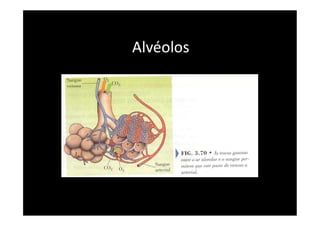 Alvéolos
 