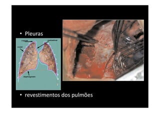 • Pleuras
• revestimentos dos pulmões
 