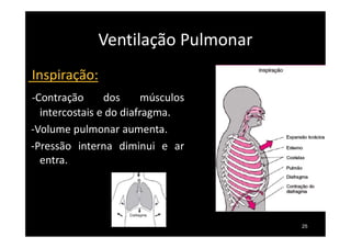 Ventilação Pulmonar
25
Inspiração:
-Contração dos músculos
intercostais e do diafragma.
-Volume pulmonar aumenta.
-Pressão interna diminui e ar
entra.
 