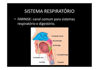 SISTEMA RESPIRATÓRIO
• FARINGE: canal comum para sistemas
respiratório e digestório.
 