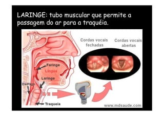 LARINGE: tubo muscular que permite a
passagem do ar para a traquéia.
 