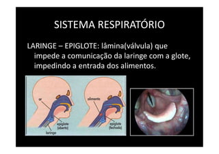 SISTEMA RESPIRATÓRIO
LARINGE – EPIGLOTE: lâmina(válvula) que
impede a comunicação da laringe com a glote,
impedindo a entrada dos alimentos.
 