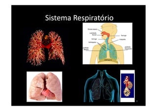 Sistema Respiratório
1
 