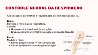 Trio Rrt Comprehensive Overview of the Human Respiratory System: Anatomy ...