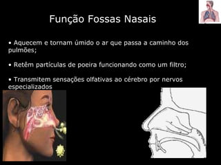 Função Fossas Nasais Aquecem e tornam úmido o ar que passa a caminho dos pulmões;  Retêm partículas de poeira funcionando como um filtro;  Transmitem sensações olfativas ao cérebro por nervos especializados  