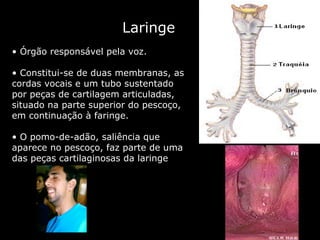 Laringe Órgão responsável pela voz. Constitui-se de duas membranas, as cordas vocais e um tubo sustentado por peças de cartilagem articuladas, situado na parte superior do pescoço, em continuação à faringe.  O pomo-de-adão, saliência que aparece no pescoço, faz parte de uma das peças cartilaginosas da laringe 