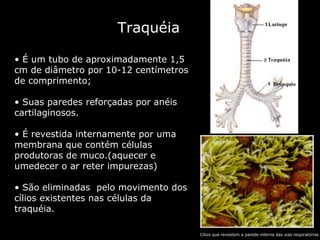 Traquéia É um tubo de aproximadamente 1,5 cm de diâmetro por 10-12 centímetros de comprimento; Suas paredes reforçadas por anéis cartilaginosos.  É revestida internamente por uma membrana que contém células produtoras de muco.(aquecer e umedecer o ar reter impurezas) São eliminadas  pelo movimento dos cílios existentes nas células da traquéia. Cílios que revestem a parede interna das vias respiratórias 