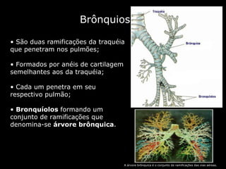 Brônquios São duas ramificações da traquéia que penetram nos pulmões; Formados por anéis de cartilagem semelhantes aos da traquéia;  Cada um penetra em seu respectivo pulmão; Bronquíolos  formando um conjunto de ramificações que denomina-se  árvore brônquica . A árvore brônquica é o conjunto de ramificações das vias aéreas. 