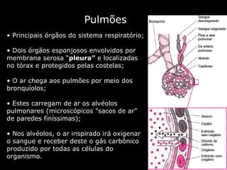 Pulmões Principais órgãos do sistema respiratório;  Dois órgãos esponjosos envolvidos por membrana serosa “ pleura”  e localizadas no tórax e protegidos pelas costelas; O ar chega aos pulmões por meio dos bronquíolos; Estes carregam de ar os alvéolos pulmonares (microscópicos "sacos de ar" de paredes finíssimas);  Nos alvéolos, o ar inspirado irá oxigenar o sangue e receber deste o gás carbônico produzido por todas as células do organismo.  
