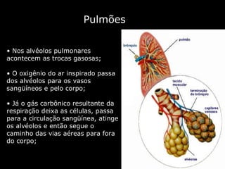 Pulmões Nos alvéolos pulmonares  acontecem as trocas gasosas;  O oxigênio do ar inspirado passa dos alvéolos para os vasos sangüíneos e pelo corpo;  Já o gás carbônico resultante da respiração deixa as células, passa para a circulação sangüínea, atinge os alvéolos e então segue o caminho das vias aéreas para fora do corpo; 