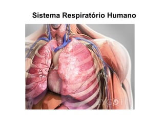Sistema Respiratório Humano
 