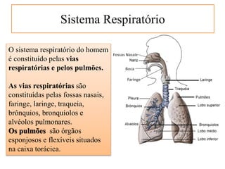 Sistema Respiratório
Fossas Nasais
Boca
Faringe
O sistema respiratório do homem
é constituído pelas vias
respiratórias e pelos pulmões.
As vias respiratórias são
constituídas pelas fossas nasais,
faringe, laringe, traqueia,
brônquios, bronquíolos e
alvéolos pulmonares.
Os pulmões são órgãos
esponjosos e flexíveis situados
na caixa torácica.
 