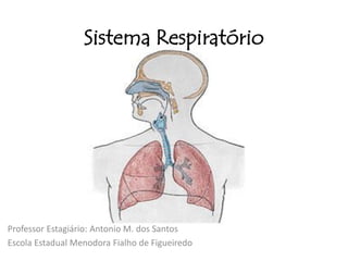 Sistema Respiratório




Professor Estagiário: Antonio M. dos Santos
Escola Estadual Menodora Fialho de Figueiredo
 