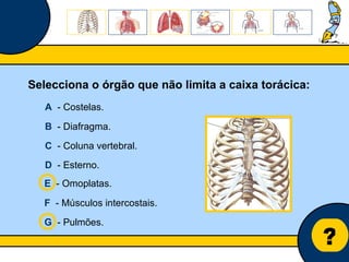 Núcleo de estágio de Biologia/Geologia ? Selecciona o órgão que não limita a caixa torácica: A   - Costelas. B   - Diafragma. C   - Coluna vertebral. D   - Esterno. E   - Omoplatas. F   - Músculos intercostais. G   - Pulmões. 
