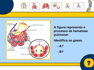 Núcleo de estágio de Biologia/Geologia ? A figura representa o processo de hematose pulmonar.  Identifica os gases. - A? - B? A  B 