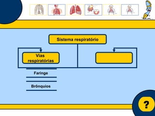 Núcleo de estágio de Biologia/Geologia ? Sistema respiratório Vias  respiratórias Faringe Brônquios 