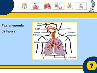 Núcleo de estágio de Biologia/Geologia ? Faz  a legenda da figura: Traqueia BOCA Faringe Laringe  Fossas nasais Brônquios  Pulmão Bronquíolos Diafragma 