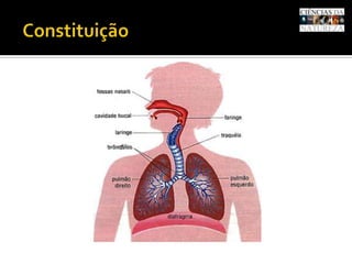 Constituição<br />