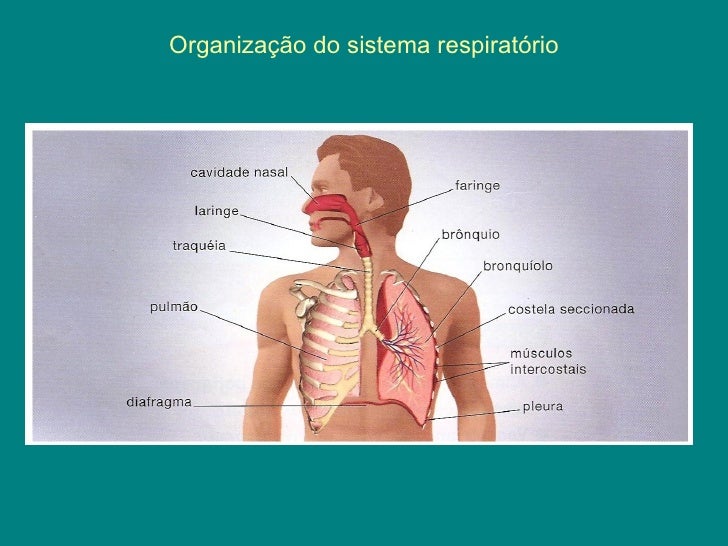 Como O Sistema Respiratório Está Ligado Ao Sistema Digestório