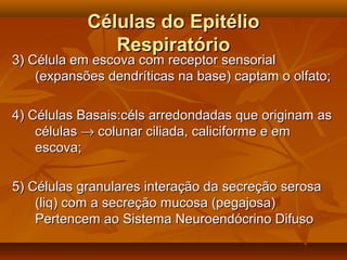 Células do EpitélioCélulas do Epitélio
RespiratórioRespiratório
3) Célula em escova com receptor sensorial3) Célula em escova com receptor sensorial
(expansões dendríticas na base) captam o olfato;(expansões dendríticas na base) captam o olfato;
4) Células Basais:céls arredondadas que originam as4) Células Basais:céls arredondadas que originam as
célulascélulas →→ colunar ciliada, caliciforme e emcolunar ciliada, caliciforme e em
escova;escova;
5) Células granulares interação da secreção serosa5) Células granulares interação da secreção serosa
(liq) com a secreção mucosa (pegajosa)(liq) com a secreção mucosa (pegajosa)
Pertencem ao Sistema Neuroendócrino DifusoPertencem ao Sistema Neuroendócrino Difuso
 