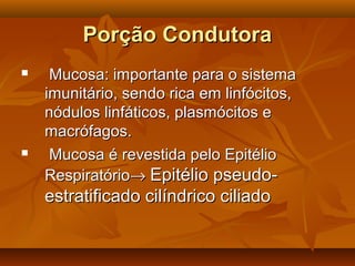 Porção CondutoraPorção Condutora
 Mucosa: importante para o sistemaMucosa: importante para o sistema
imunitário, sendo rica em linfócitos,imunitário, sendo rica em linfócitos,
nódulos linfáticos, plasmócitos enódulos linfáticos, plasmócitos e
macrófagos.macrófagos.
 Mucosa é revestida pelo EpitélioMucosa é revestida pelo Epitélio
RespiratórioRespiratório→→ Epitélio pseudo-Epitélio pseudo-
estratificado cilíndrico ciliadoestratificado cilíndrico ciliado
 