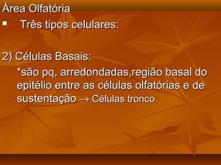 Área OlfatóriaÁrea Olfatória
 Três tipos celulares:Três tipos celulares:
2) Células Basais:2) Células Basais:
*são pq, arredondadas,região basal do*são pq, arredondadas,região basal do
epitélio entre as células olfatórias e deepitélio entre as células olfatórias e de
sustentaçãosustentação →→ Células troncoCélulas tronco
 