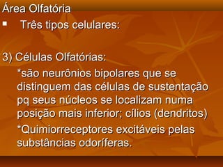 Área OlfatóriaÁrea Olfatória
 Três tipos celulares:Três tipos celulares:
3) Células Olfatórias:3) Células Olfatórias:
*são neurônios bipolares que se*são neurônios bipolares que se
distinguem das células de sustentaçãodistinguem das células de sustentação
pq seus núcleos se localizam numapq seus núcleos se localizam numa
posição mais inferior; cílios (dendritos)posição mais inferior; cílios (dendritos)
*Quimiorreceptores excitáveis pelas*Quimiorreceptores excitáveis pelas
substâncias odoríferas.substâncias odoríferas.
 