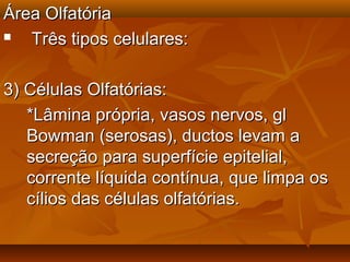 Área OlfatóriaÁrea Olfatória
 Três tipos celulares:Três tipos celulares:
3) Células Olfatórias:3) Células Olfatórias:
*Lâmina própria, vasos nervos, gl*Lâmina própria, vasos nervos, gl
Bowman (serosas), ductos levam aBowman (serosas), ductos levam a
secreção para superfície epitelial,secreção para superfície epitelial,
corrente líquida contínua, que limpa oscorrente líquida contínua, que limpa os
cílios das células olfatórias.cílios das células olfatórias.
 