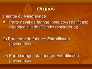 ÓrgãosÓrgãos
Faringe ou NasofaringeFaringe ou Nasofaringe
 Parte nasal da faringe: pseudo-estratificadoParte nasal da faringe: pseudo-estratificado
cilíndrico ciliado (Epitélio respiratório);cilíndrico ciliado (Epitélio respiratório);
2) Parte oral da faringe: Estratificado2) Parte oral da faringe: Estratificado
pavimentoso;pavimentoso;
3) Parte laríngea da faringe: Estratificado3) Parte laríngea da faringe: Estratificado
pavimentosopavimentoso
 