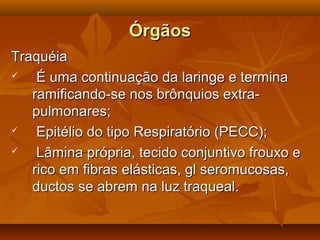 ÓrgãosÓrgãos
TraquéiaTraquéia
 É uma continuação da laringe e terminaÉ uma continuação da laringe e termina
ramificando-se nos brônquios extra-ramificando-se nos brônquios extra-
pulmonares;pulmonares;
 Epitélio do tipo Respiratório (PECC);Epitélio do tipo Respiratório (PECC);
 Lâmina própria, tecido conjuntivo frouxo eLâmina própria, tecido conjuntivo frouxo e
rico em fibras elásticas, gl seromucosas,rico em fibras elásticas, gl seromucosas,
ductos se abrem na luz traqueal.ductos se abrem na luz traqueal.
 