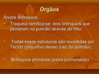 ÓrgãosÓrgãos
Árvore BrônquicaÁrvore Brônquica
 Traquéia ramifica-se: dois brônquios queTraquéia ramifica-se: dois brônquios que
penetram no pulmão através do Hilo;penetram no pulmão através do Hilo;
 Todas essas estruturas são revestidas porTodas essas estruturas são revestidas por
Tecido conjuntivo denso (raiz do pulmão);Tecido conjuntivo denso (raiz do pulmão);
 Brônquios primários (extra-pulmonares)Brônquios primários (extra-pulmonares)
 