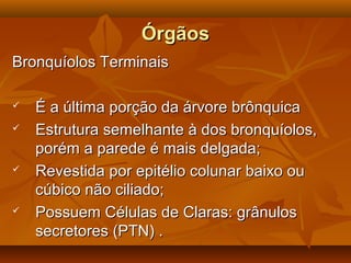 ÓrgãosÓrgãos
Bronquíolos TerminaisBronquíolos Terminais
 É a última porção da árvore brônquicaÉ a última porção da árvore brônquica
 Estrutura semelhante à dos bronquíolos,Estrutura semelhante à dos bronquíolos,
porém a parede é mais delgada;porém a parede é mais delgada;
 Revestida por epitélio colunar baixo ouRevestida por epitélio colunar baixo ou
cúbico não ciliado;cúbico não ciliado;
 Possuem Células de Claras: grânulosPossuem Células de Claras: grânulos
secretores (PTN) .secretores (PTN) .
 