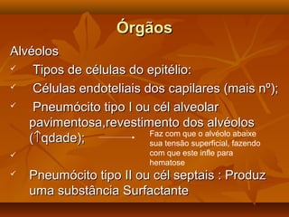 ÓrgãosÓrgãos
AlvéolosAlvéolos
 Tipos de células do epitélio:Tipos de células do epitélio:
 Células endoteliais dos capilares (mais nº);Células endoteliais dos capilares (mais nº);
 Pneumócito tipo I ou cél alveolarPneumócito tipo I ou cél alveolar
pavimentosa,revestimento dos alvéolospavimentosa,revestimento dos alvéolos
((↑↑qdade);qdade);

 Pneumócito tipo II ou cél septais : ProduzPneumócito tipo II ou cél septais : Produz
uma substância Surfactanteuma substância Surfactante
Faz com que o alvéolo abaixe
sua tensão superficial, fazendo
com que este infle para
hematose
 