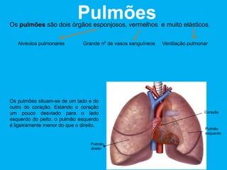 PulmõesOs pulmões são dois órgãos esponjosos, vermelhos e muito elásticos.
Alvéolos pulmonares Grande nº de vasos sanguíneos Ventilação pulmonar
Pulmão
direito
Pulmão
esquerdo
Coração
Os pulmões situam-se de um lado e do
outro do coração. Estando o coração
um pouco desviado para o lado
esquerdo do peito, o pulmão esquerdo
é ligeiramente menor do que o direito.
 