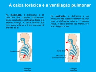 A caixa torácica e a ventilação pulmonar
Na inspiração, o diafragma e os
músculos das costelas contraem-se.
Como resultado, o diafragma desce e o
esterno avança. A caixa torácica fica
com maior volume e é por isso que há
entrada de ar.
Na expiração, o diafragma e os
músculos das costelas relaxam-se. Por
isso, o diafragma sobe e o esterno
recua. A caixa torácica fica menor, e o
ar é obrigado a sair.
Diafragma
contrai-se
Diafragma
relaxa-se
Saída de arEntrada de ar
Músculos das
costelas relaxam-se
 