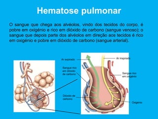 Hematose pulmonar
O sangue que chega aos alvéolos, vindo dos tecidos do corpo, é
pobre em oxigénio e rico em dióxido de carbono (sangue venoso); o
sangue que depois parte dos alvéolos em direção aos tecidos é rico
em oxigénio e pobre em dióxido de carbono (sangue arterial).
Dióxido de
carbono
Sangue rico
em dióxido
de carbono
Ar expirado Ar inspirado
Sangue rico
em oxigénio
Oxigénio
 