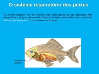 O sistema respiratório dos peixes
Os animais aquáticos não têm pulmões, pois estes órgãos não são adequados para
respirar dentro de água. Nos animais aquáticos, os órgãos respiratórios mais comuns são
as brânquias, ou guelras. É o que acontece nos peixes.
Brânquias ou
guelras
 