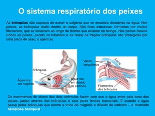 O sistema respiratório dos peixes
As brânquias são capazes de extrair o oxigénio que se encontra dissolvido na água. Nos
peixes, as brânquias estão dentro do corpo. São finas estruturas, formadas por muitos
filamentos, que se localizam ao longo de fendas que existem na faringe. Nos peixes ósseos
(todos os peixes, exceto os tubarões e as raias) as frágeis brânquias são protegidas por
uma placa de osso, o opérculo.
Água rica
em oxigénio
Brânquias
Vasos
sanguíneos
Água rica
em dióxido
de carbono Filamentos
das brânquias
Os movimentos de abano dos dois opérculos fazem com que a água entre pela boca dos
peixes, passe através das brânquias e saia pelas fendas branquiais. É quando a água
passa pelas brânquias que ocorre a troca de oxigénio e dióxido de carbono – a chamada
hematose branquial.
 