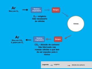 Ar
Rico em O2
Sistema
respiratório
Sangue
Células
Sangue
Sistema
respiratório
Ar
Rico em CO2
E pobre em O2
Legenda: oxigénio dióxido de carbono
O2 – oxigénio
Gás necessário
às células
CO2 – dióxido de carbono
Gás fabricado nas
nossas células e que tem
de ser expulso pois é
tóxico
 