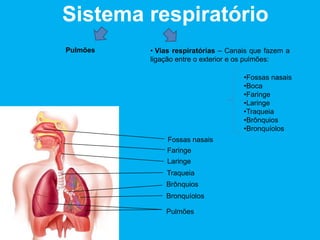 Sistema respiratório
Pulmões • Vias respiratórias – Canais que fazem a
ligação entre o exterior e os pulmões:
Fossas nasais
Faringe
Laringe
Traqueia
Brônquios
Bronquíolos
Pulmões
•Fossas nasais
•Boca
•Faringe
•Laringe
•Traqueia
•Brônquios
•Bronquíolos
 