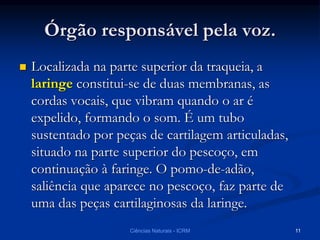  Localizada na parte superior da traqueia, a
laringe constitui-se de duas membranas, as
cordas vocais, que vibram quando o ar é
expelido, formando o som. É um tubo
sustentado por peças de cartilagem articuladas,
situado na parte superior do pescoço, em
continuação à faringe. O pomo-de-adão,
saliência que aparece no pescoço, faz parte de
uma das peças cartilaginosas da laringe.
Órgão responsável pela voz.
Ciências Naturais - ICRM 11
 