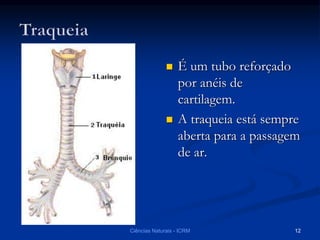  É um tubo reforçado
por anéis de
cartilagem.
 A traqueia está sempre
aberta para a passagem
de ar.
Ciências Naturais - ICRM 12
 