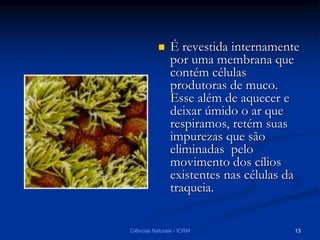  É revestida internamente
por uma membrana que
contém células
produtoras de muco.
Esse além de aquecer e
deixar úmido o ar que
respiramos, retém suas
impurezas que são
eliminadas pelo
movimento dos cílios
existentes nas células da
traqueia.
Ciências Naturais - ICRM 13
 