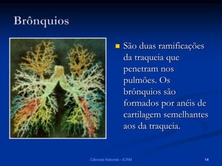  São duas ramificações
da traqueia que
penetram nos
pulmões. Os
brônquios são
formados por anéis de
cartilagem semelhantes
aos da traqueia.
Ciências Naturais - ICRM 14
 