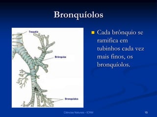  Cada brônquio se
ramifica em
tubinhos cada vez
mais finos, os
bronquíolos.
Bronquíolos
Ciências Naturais - ICRM 15
 