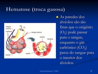  As paredes dos
alvéolos são tão
finas que o oxigênio
(O2) pode passar
para o sangue,
enquanto o gás
carbônico (CO2)
passa do sangue para
o interior dos
alvéolos.
Ciências Naturais - ICRM 17
 