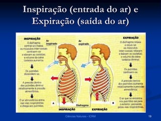 Inspiração (entrada do ar) e
Expiração (saída do ar)
Ciências Naturais - ICRM 19
 