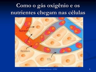 Como o gás oxigênio e os
nutrientes chegam nas células
Ciências Naturais - ICRM 5
 