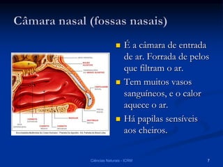  É a câmara de entrada
de ar. Forrada de pelos
que filtram o ar.
 Tem muitos vasos
sanguíneos, e o calor
aquece o ar.
 Há papilas sensíveis
aos cheiros.
Ciências Naturais - ICRM 7
 
